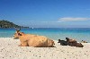 16-Les_Vaches_MareESole