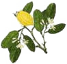 cedrat