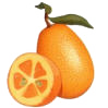 kumquat