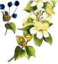 myrte